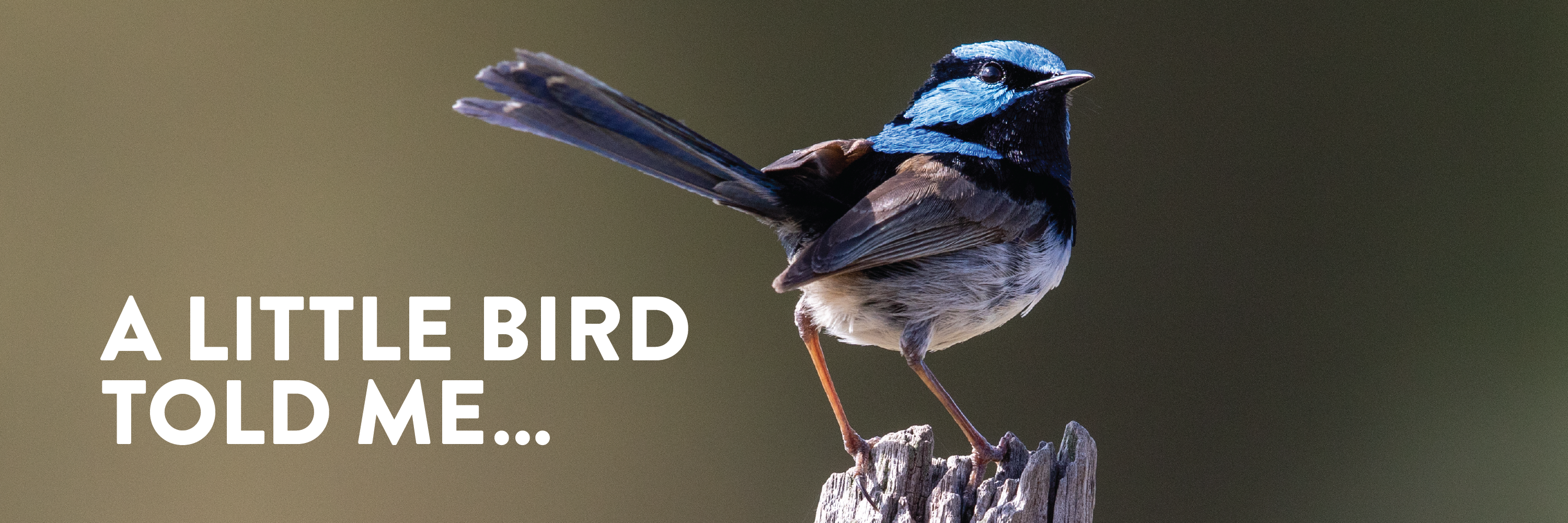 A little bird told me... A little bird told me...